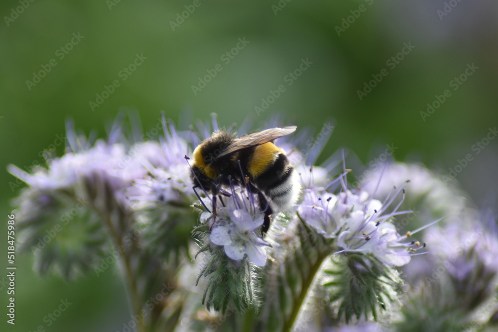 Rainfarn-Phazelie (Phacelia tanacetifolia) mit Hummel