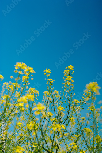 Ukrainian countryside view  photo