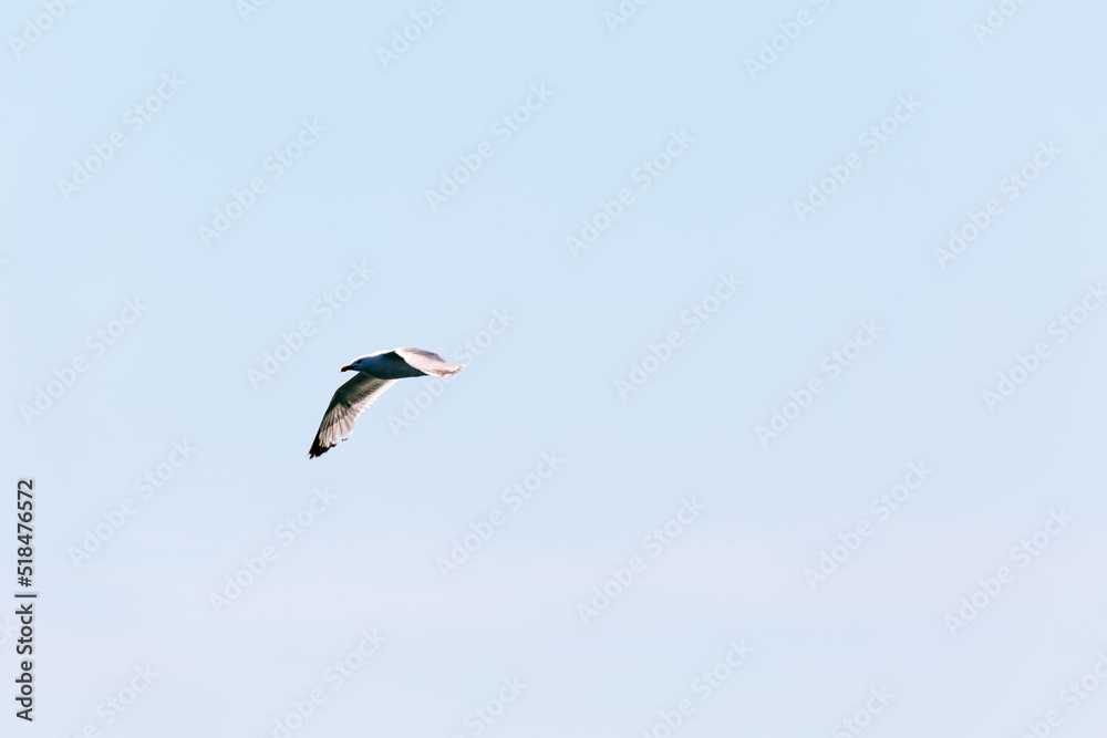 Obraz premium Seagull in fly on empty blue sky