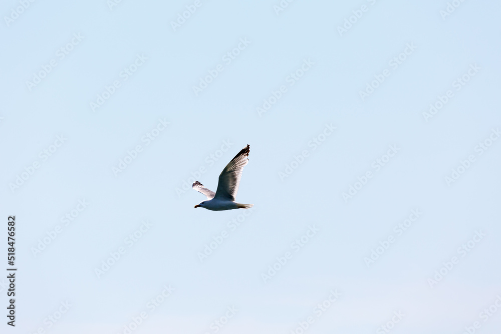 Seagull in fly on empty blue sky