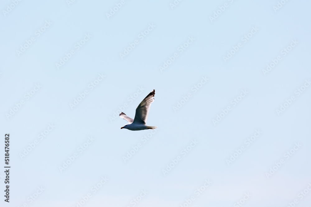 Obraz premium Seagull in fly on empty blue sky