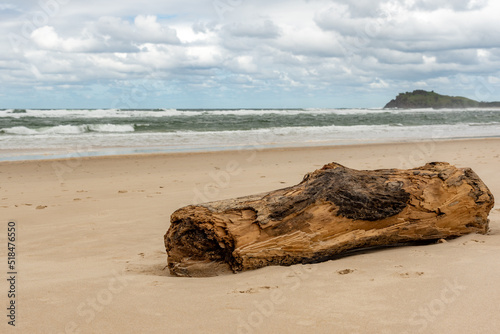 Driftwood nature scene on beach in Australia. Desktop background view, beachy scene. 