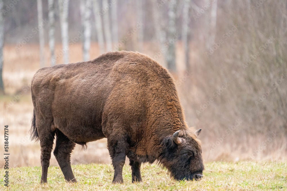 Impressive European Bison Grazing In Forest Impressive European Bison Grazing In Forest