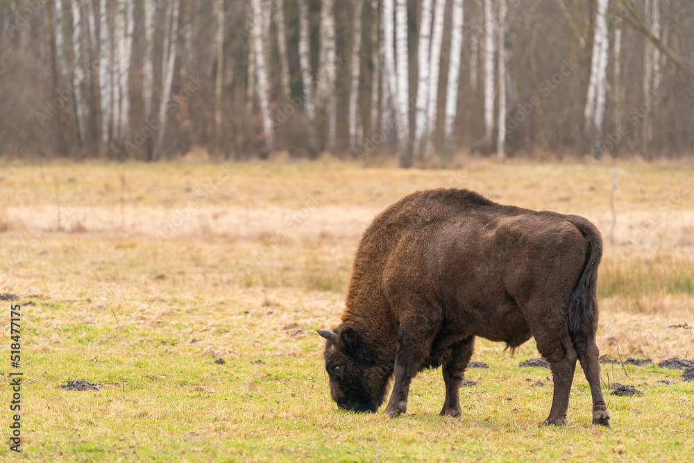 Young European Bison At Bialowieza Forest Young European Bison At Bialowieza Forest