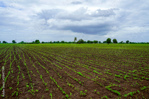 Green agriculture field with cloudy sky background.