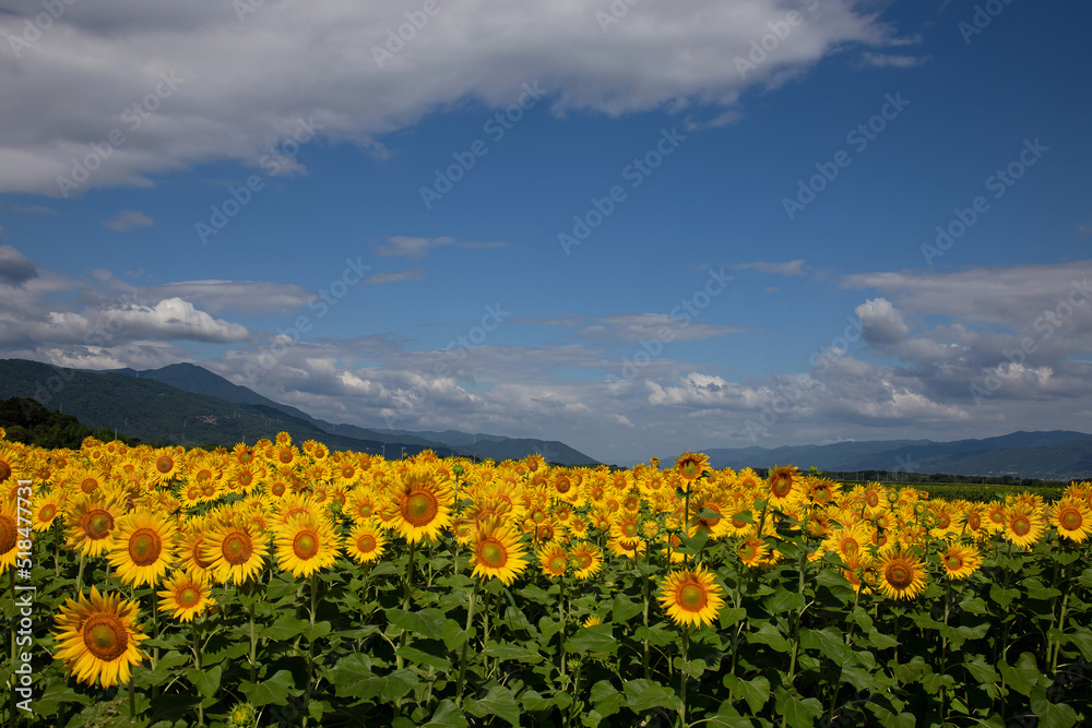 Obraz premium ヒマワリが辺り一面に咲いて、夏の景色に花を添える