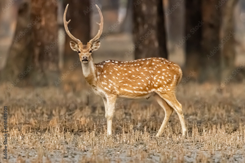 deer in the forest deer in the forest