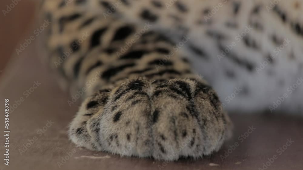 Endangered Macan Tutul Jawa Javan Leopard Panthera Carnivora in Java Indonesia Endangered Macan Tutul Jawa Javan Leopard Panthera Carnivora in Java Indonesia