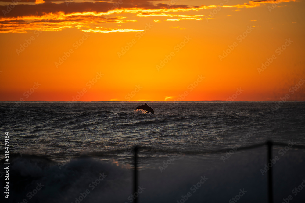 Dolphin at sunrise, Sydney Australia