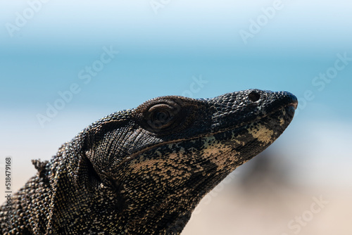 Monitor lizard on the beach  Australia