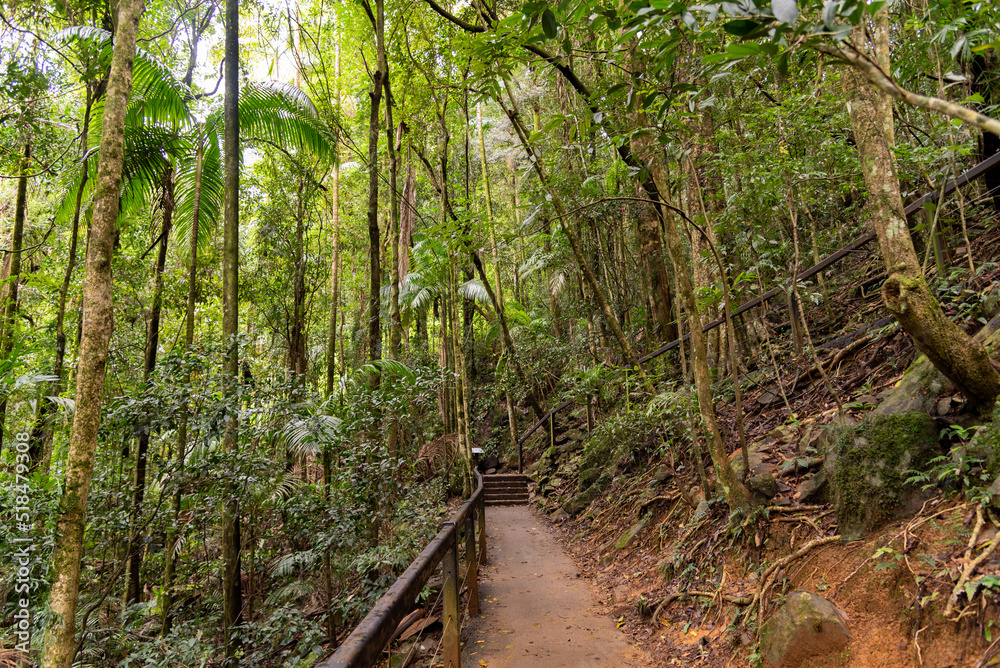 Nature views in Springbrook National Park during autumn season. Nature views in Springbrook National Park during autumn season.