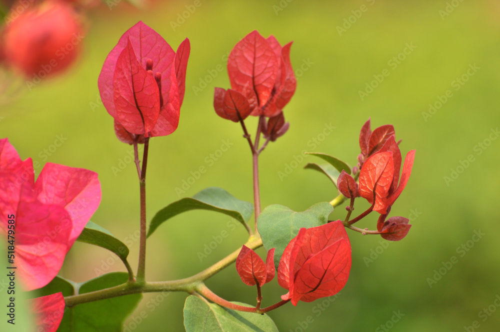 Beautiful bougainvillea flowers Beautiful bougainvillea flowers