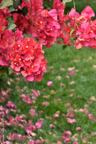 Beautiful bougainvillea flowers