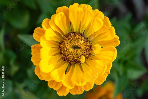 yellow zinnia flower in the garden