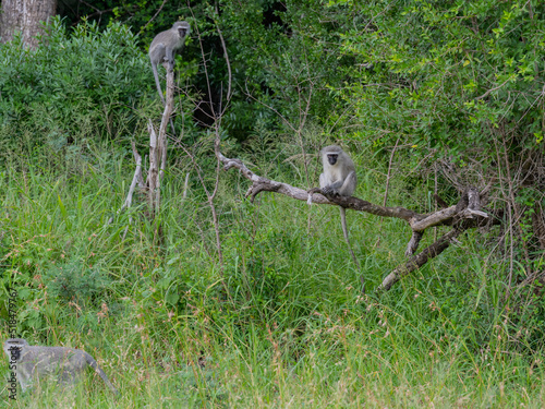 Südliche Grünmeerkatze im Naturreservat Hluhluwe Nationalpark Südafrika