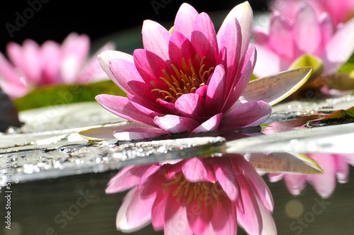 Blossoming pink waterlily flowers