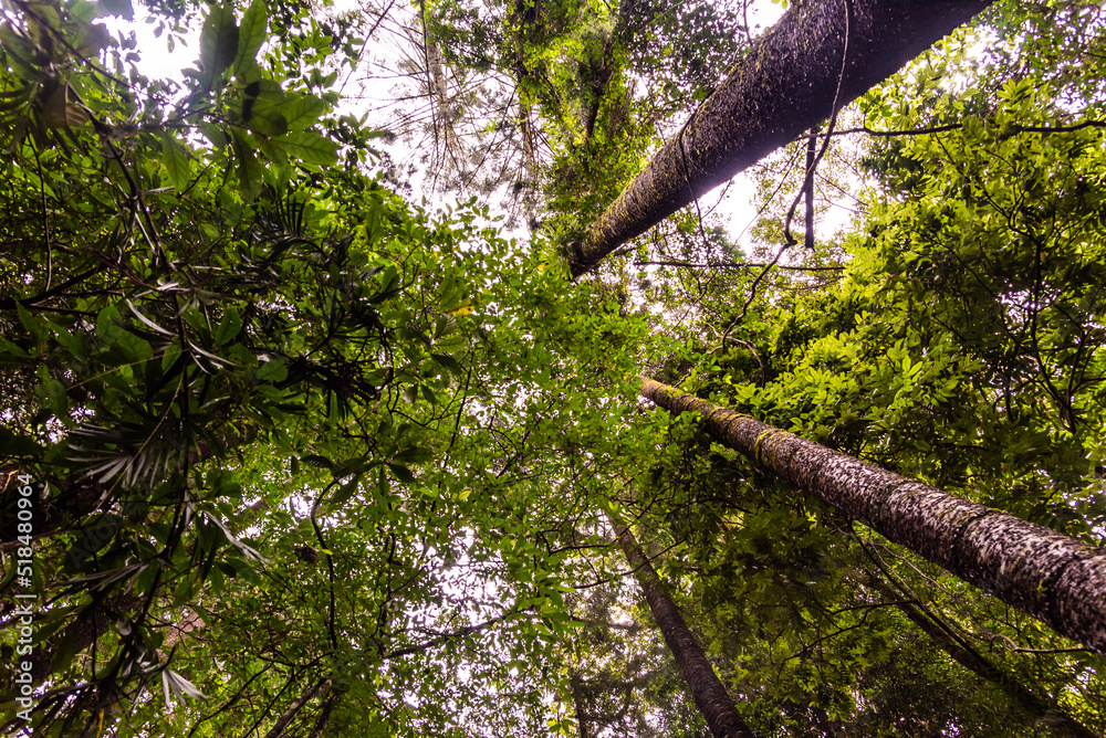Fototapeta premium Looking up into the rainforest in Springbrook National Park, Queensland. 