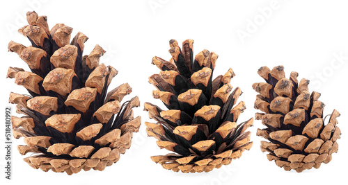 Collection of brown pine cones isolated on a white background. Fir cones. photo