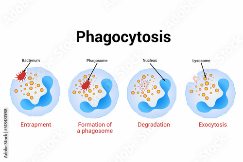 Phagocytosis Vector. Medical illustration. photo