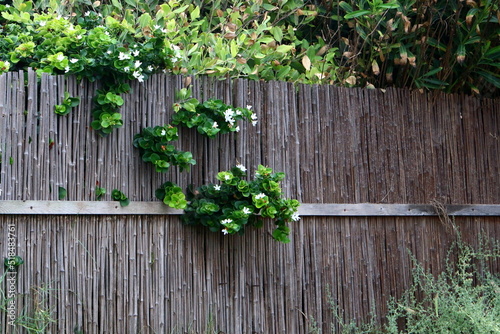 Plants and flowers grow along the high fence. © shimon