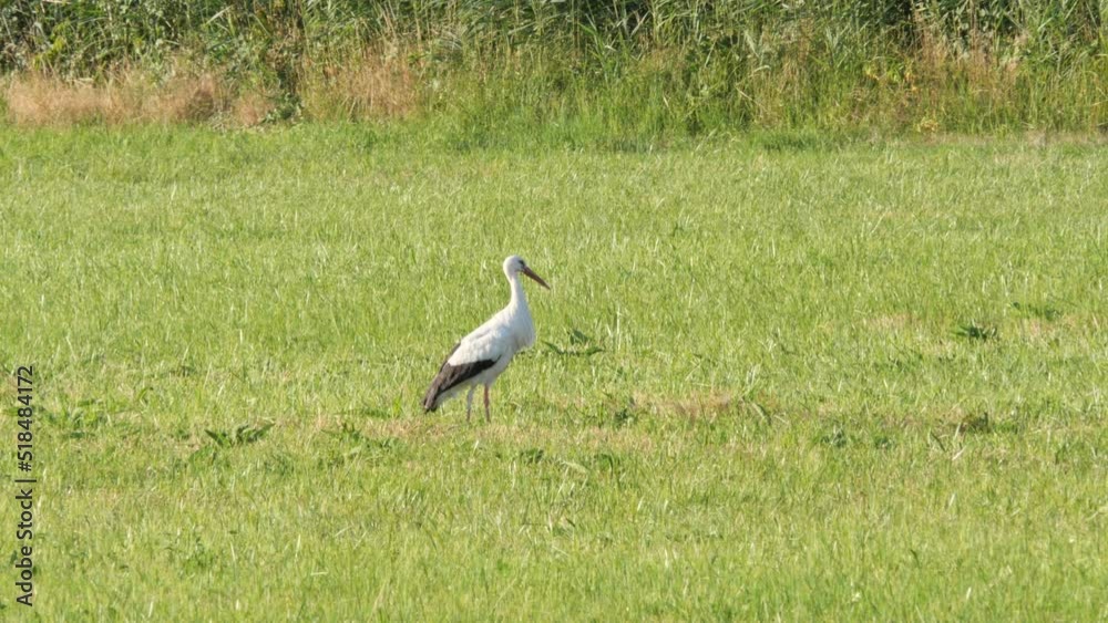 White Stork Standing on a Field in the Coutryside on a Hot and Sunny Summer Day