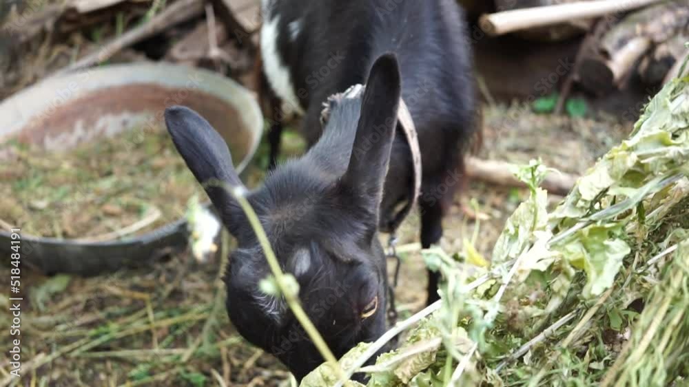 A domestic black goat actively eats weeds A domestic black goat actively eats weeds
