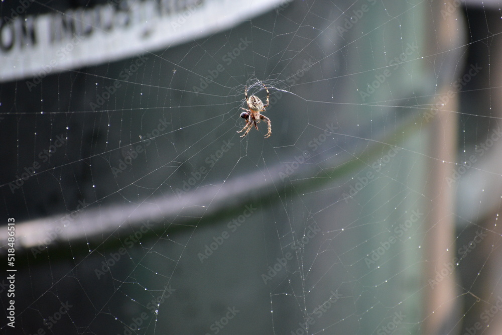 SPIDERS, WEBS AND COBWEBS SPIDERS, WEBS AND COBWEBS