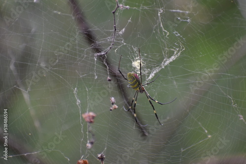 SPIDERS, WEBS AND COBWEBS