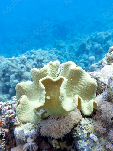 Colorful, picturesque coral reef at the bottom of tropical sea, sarcophyton coral, underwater landscape