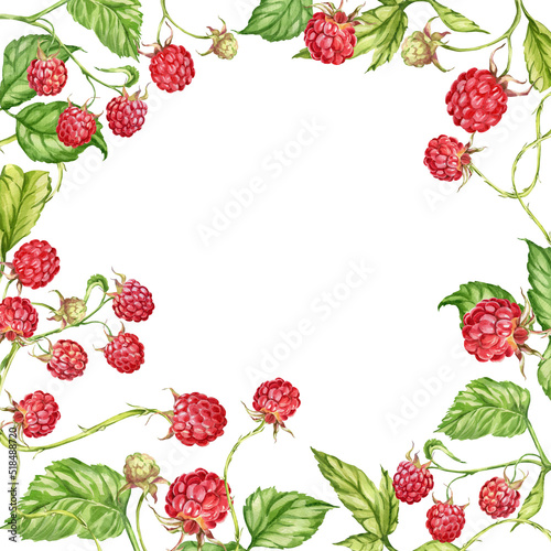Raspberry. watercolor botanical illustration of raspberry berries and leaves. frame © Svetlana