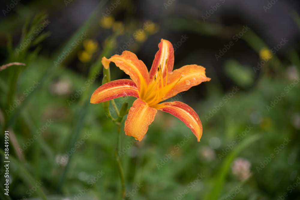 A orange day-lily, Hemerocallis fulva var. disticha flower A orange day-lily, Hemerocallis fulva var. disticha flower