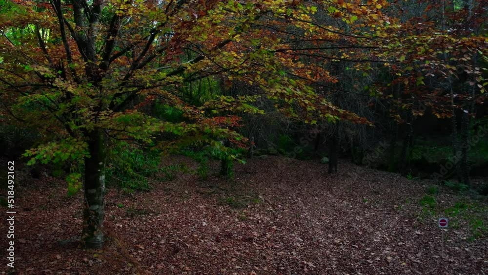 Autumn Forest. Beautiful Nature Background Autumn Forest. Beautiful Nature Background
