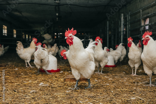 Roosters in Indoor Chicken Coop
