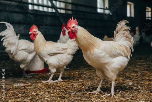 Portrait of Beautiful Young Rooster photo