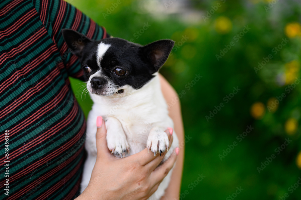 Chihuahua Puppy Lies in Arms of Mistress with her Paws Tucked in. Dog Bulged its Eyes and Looks Away