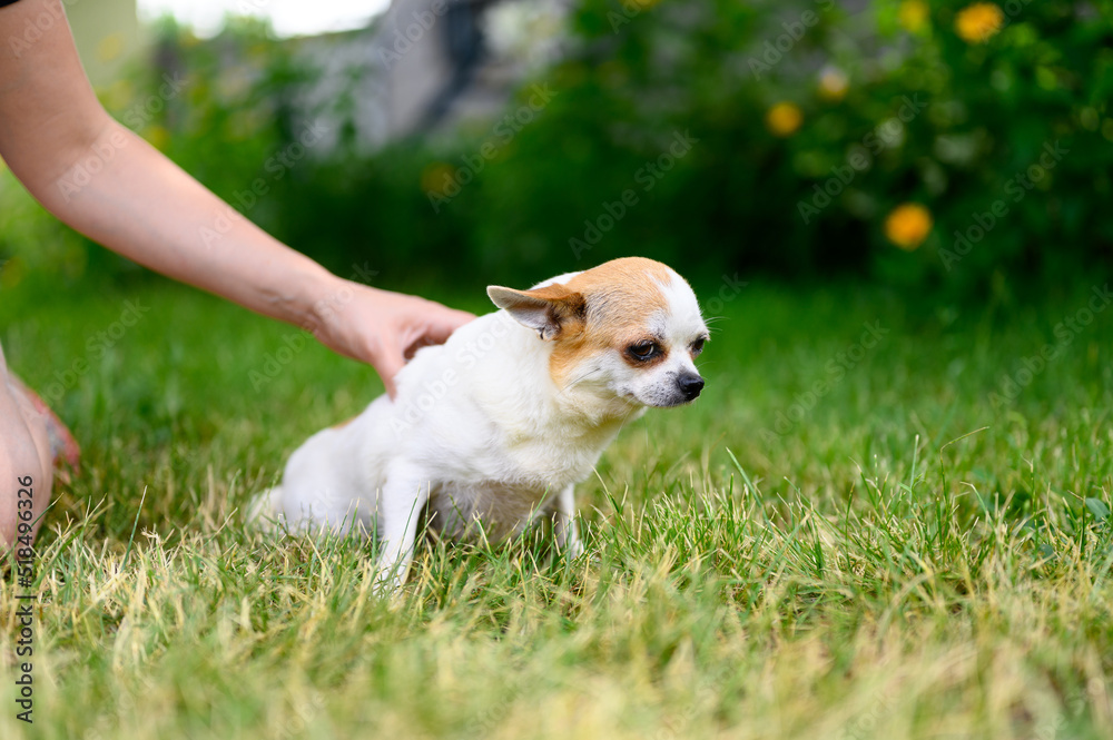 Adult Puppy Chihuahua of White Color Sits with his Ears Flattened on Grass. Hold Dog with your Hand.