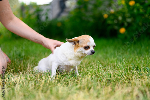 Adult Puppy Chihuahua of White Color Sits with his Ears Flattened on Grass. Hold Dog with your Hand.