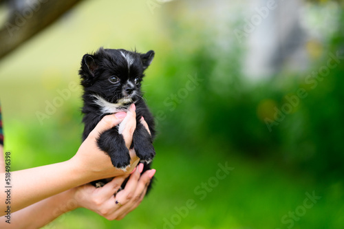 Portrait of Black Chihuahua Puppy, Sits in his Arms and Looks Away, on Natural Blurred Background