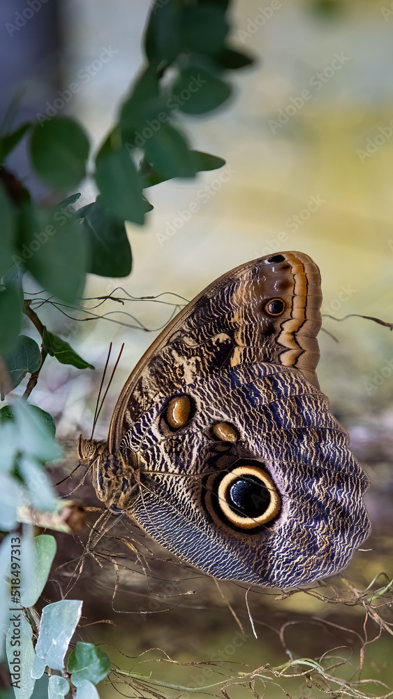 Fototapeta premium Schmetterling auf Pflanze