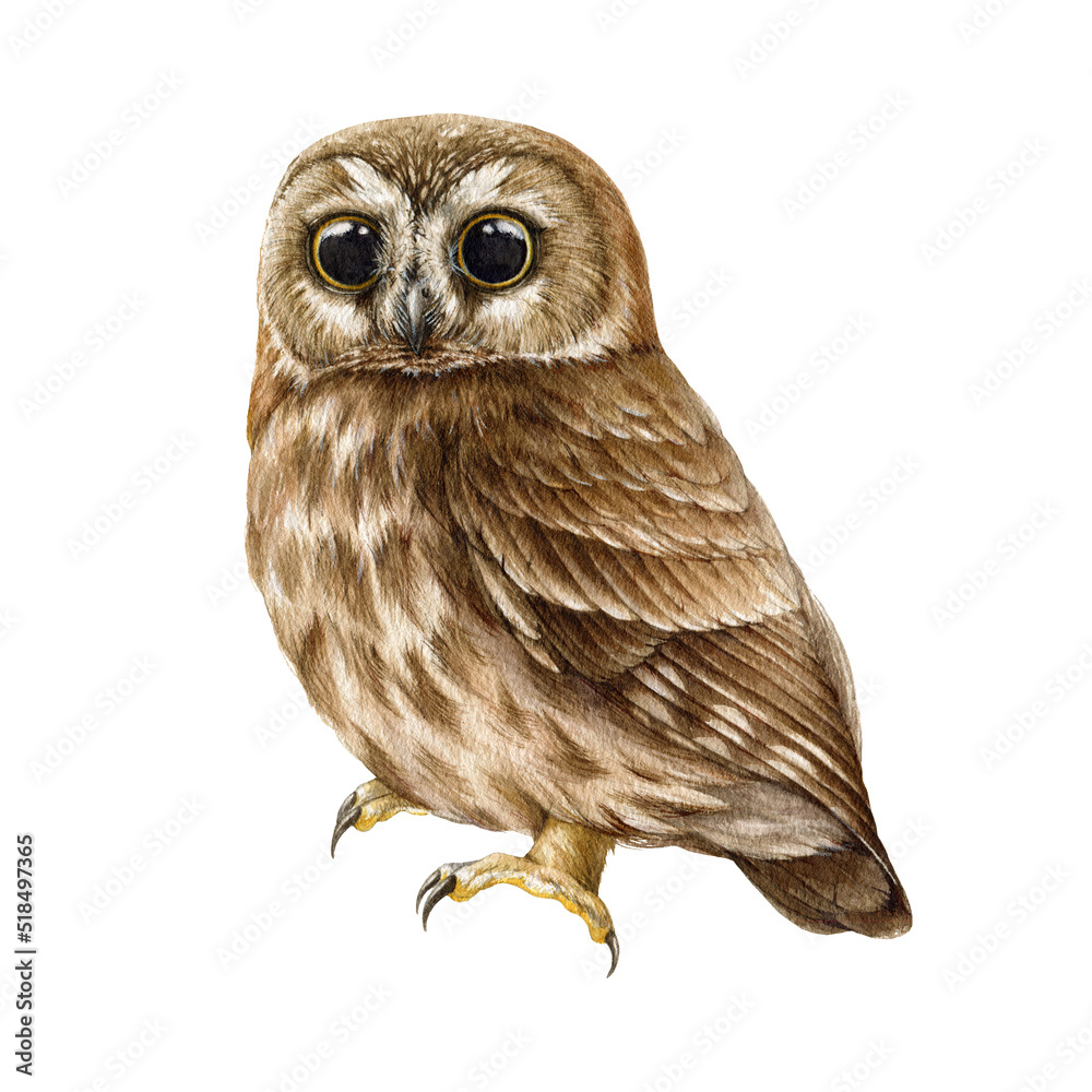 Fototapeta premium Saw whet owl watercolor illustration. Hand drawn realistic wildlife forest bird. Small brown owl on white background. Northern saw whet cute owlet