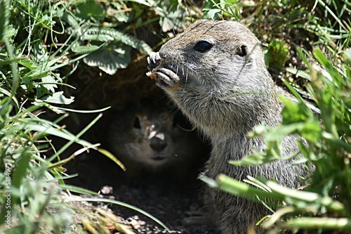 two gophers. one ground squirrel eats against the background of a hole from which the second ground squirrel crawls out against the background of a green meadow tract Dzhily su Russia photo