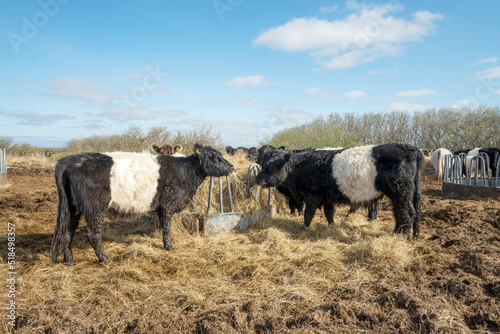Cow in a meadow in Denmark