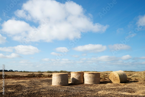 Straw rolls on a meadow