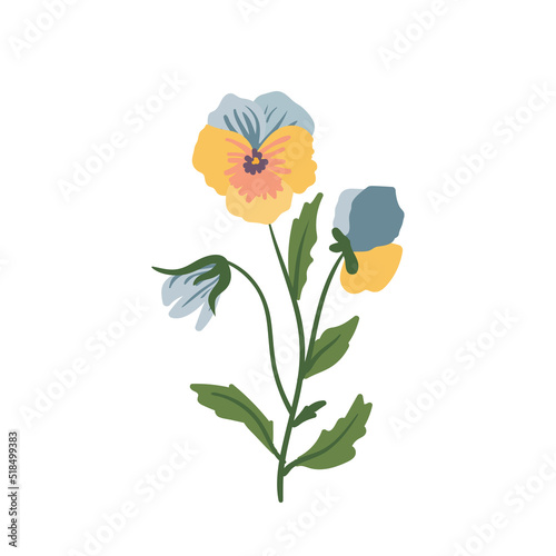 Pansy flower  violet  V  ola tr  color vector cartoon illustration isolated on white background. Bouquet of blue  yellow  purple plants with bright lettuce leaves. Botanical design.