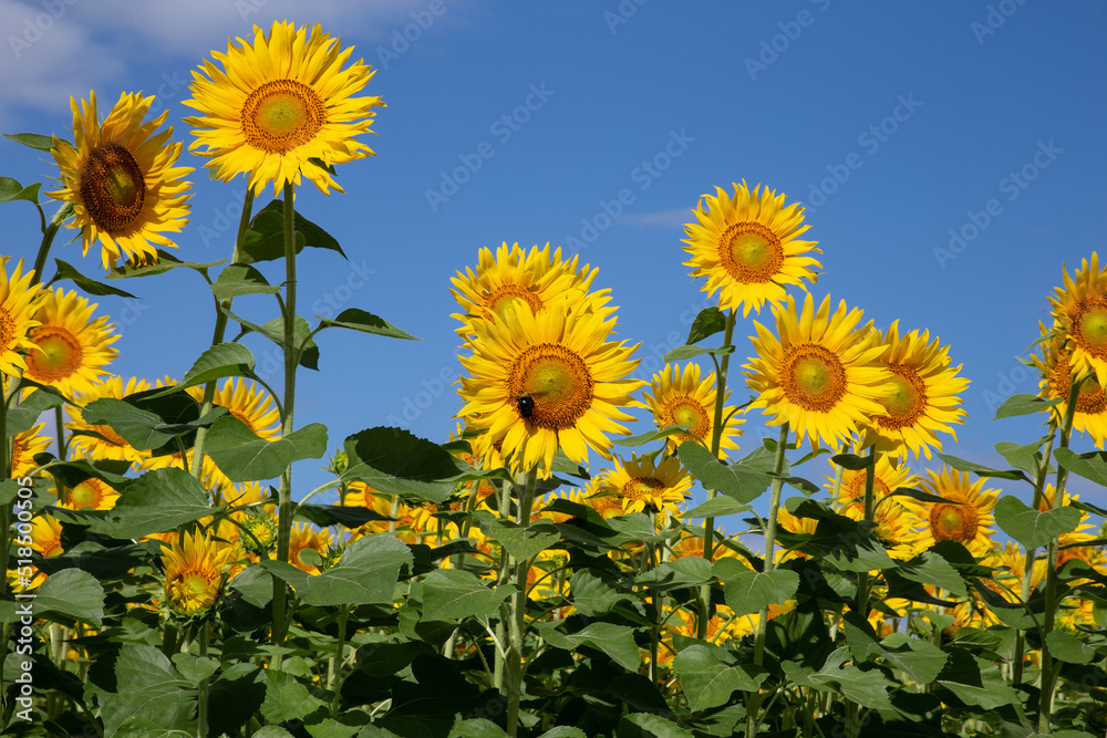 Obraz premium 一面に咲いた黄色いヒマワリの花の蜜を吸いにきたクマバチ