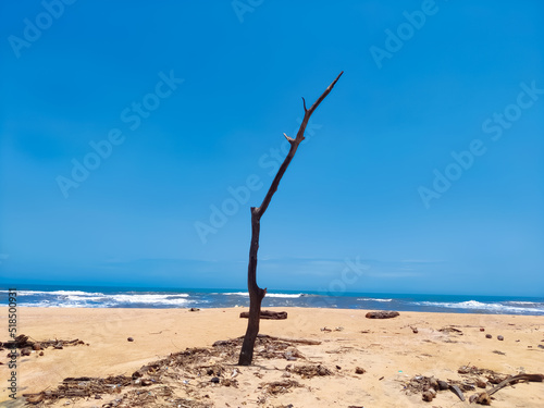 View of an old tree wood on a beach under the blue sky © Rajesh