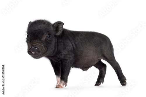 Cute 2 days old black mini potbellied pig piglet, standing side ways. Looking to camera. Isolated on a white background.