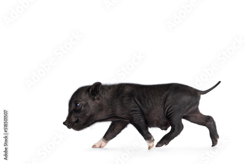 Cute 2 days old black mini potbellied pig piglet  running side ways. Looking to the side showing profile. Isolated on a white background.