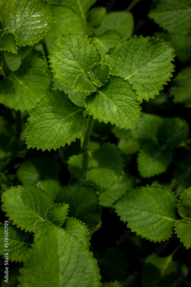 Ajwain, Trachyspermum ammi, ajowan, carom, herbal plant, Herbal leaves