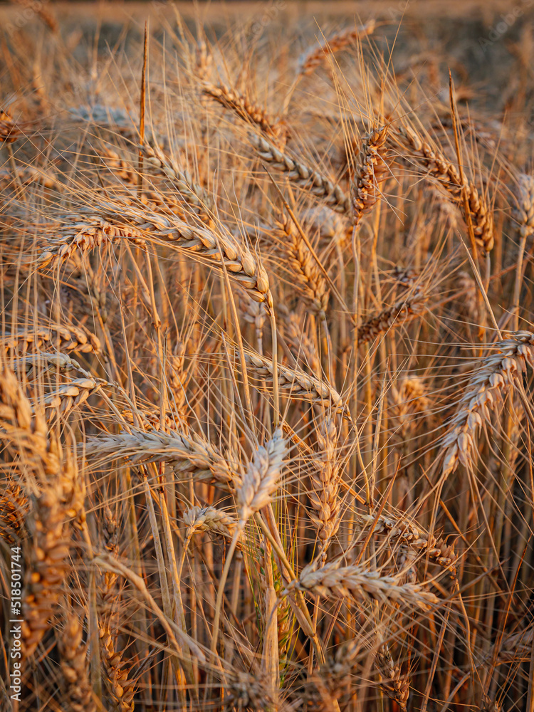 Fototapeta premium Kornfeld Erntezeit